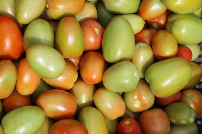 Tomate roma