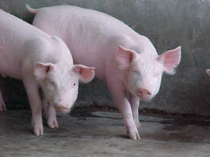 Manteca de Puerco