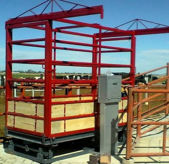 BASCULA GANADERA MECANICA Y ELECTRONICA
