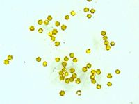 Diamond Abrasives