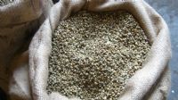 Café Verde en Grano
