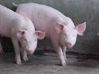 Manteca de Puerco